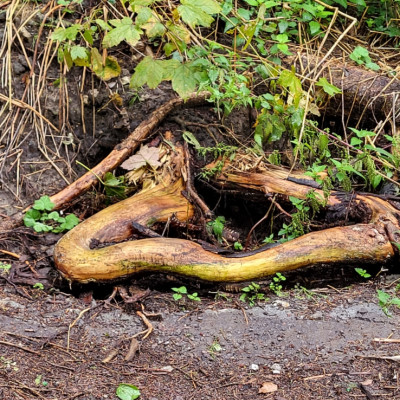 Kunstwerde d. Natur